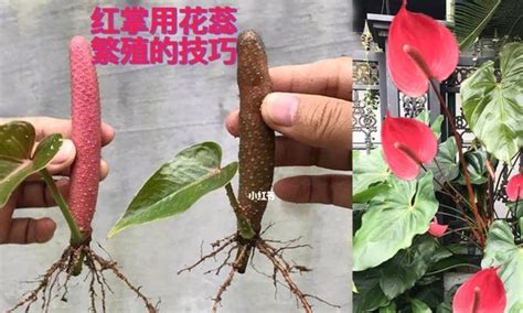 紅掌繁殖|红掌繁殖指南（时间、方法和图解全面解析，助你成功。